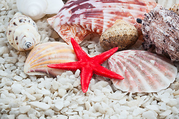 Image showing Seashells