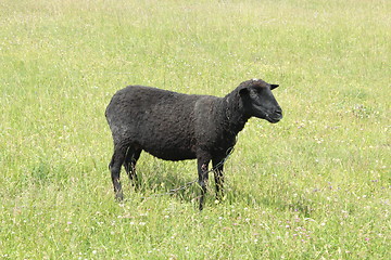 Image showing black sheep grazing on the grass