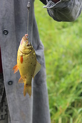 Image showing caught big crucian on the hook
