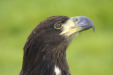 Image showing Bald eagle