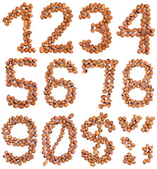 Image showing Hazelnut Numbers