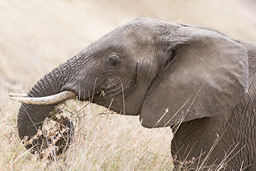 Image showing African Elephant head