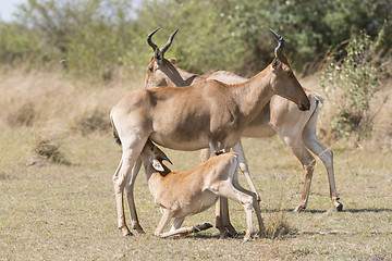 Image showing Cokes Hartebeest 