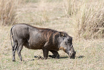 Image showing Central African warthog