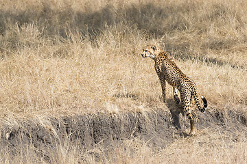 Image showing african cheetah