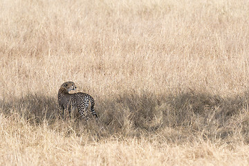 Image showing cheetah in savanna