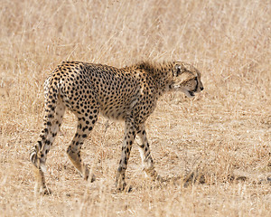 Image showing cheetah