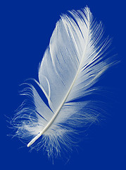 Image showing Feather Cut Out