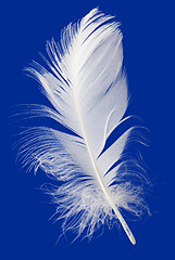 Image showing Feather Cut Out