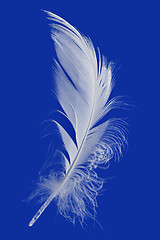 Image showing Feather Cut Out