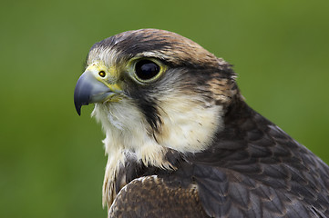 Image showing Lanner falcon