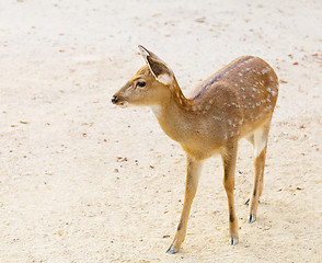 Image showing Female roe deer