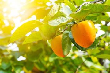 Image showing Persimmon tree with fruit