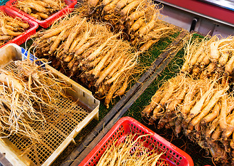 Image showing Ginseng root stick