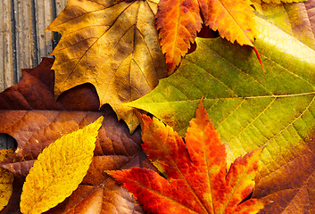 Image showing Fall leaves