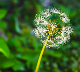 Image showing Taraxacum officinale