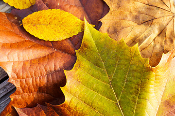 Image showing Fall leaves 