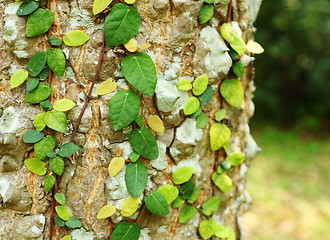 Image showing Ivy on tree bark