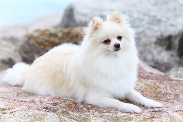 Image showing White pomeranian dog sitting on the rock