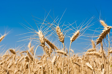 Image showing Wheat field