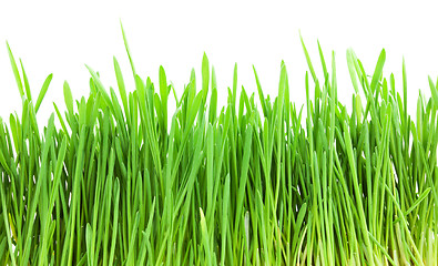 Image showing Green grass