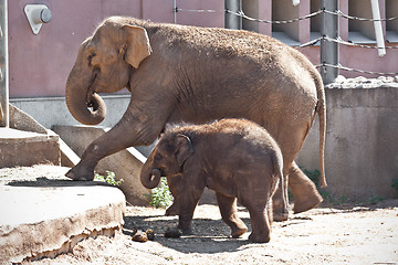 Image showing Elephant