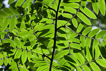 Image showing Leaves background