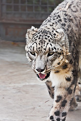 Image showing Snow Leopard