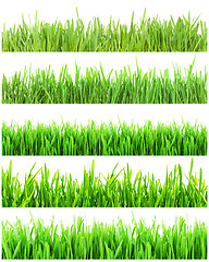 Image showing Green grass