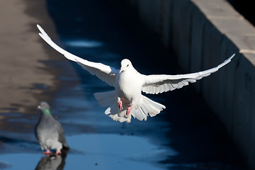 Image showing White pigeon