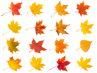 Image showing Maple leaves