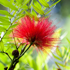 Image showing Callistemon