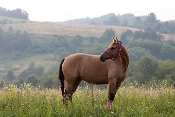 Image showing Quarter horse