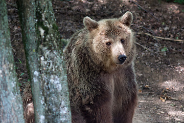 Image showing Brown bear