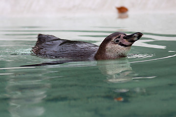 Image showing Penguin portrait