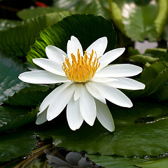 Image showing Waterlily