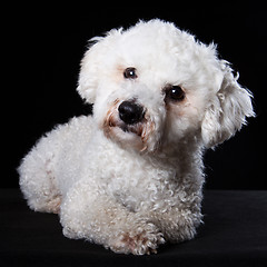 Image showing Bichon portrait