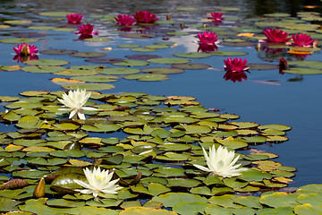 Image showing Waterlily