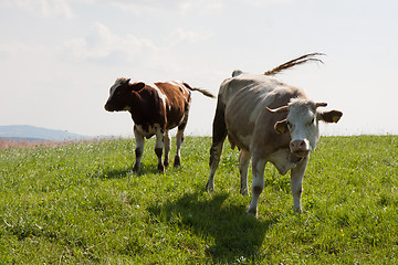 Image showing Cow on the pasture