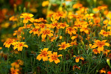 Image showing Small orange flowers