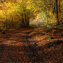 Image showing Autumn still life