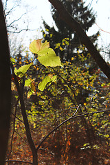 Image showing Green leaf with backlighting