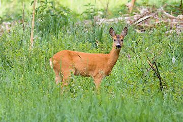 Image showing Young doe