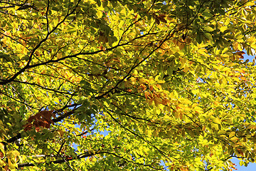 Image showing Autumn leaves on a tree background