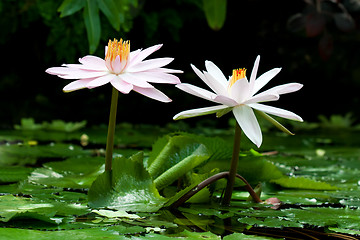 Image showing Waterlily