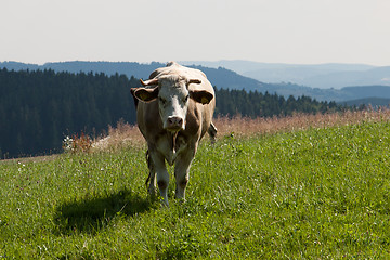 Image showing Cow on the pasture
