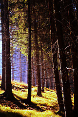 Image showing Autumn coniferous forest