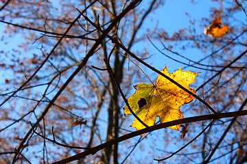 Image showing Autumn maple leaf