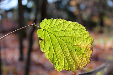 Image showing Green leaf with backlighting