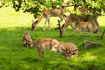 Image showing A herd of fallow deer in the wild